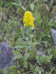 Solidago virgaurea asiatica