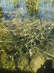 Alisma gramineum