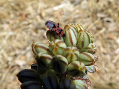 Horvathiolus guttatus