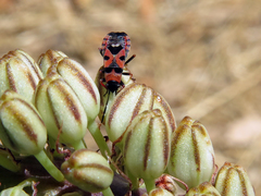 Horvathiolus guttatus