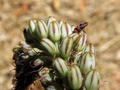 Horvathiolus guttatus