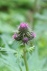 Cirsium alsophilum