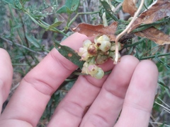 Cuscuta lehmanniana