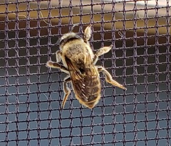 Megachile perihirta