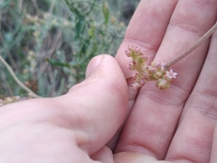 Cuscuta lehmanniana