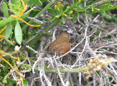 Callophrys augustinus iroides