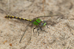 Ophiogomphus smithi