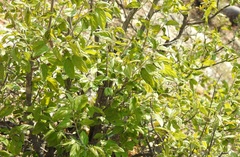 Neopringlea integrifolia