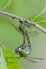 Ophiogomphus smithi