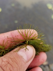 Ceratophyllum echinatum