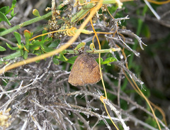 Callophrys augustinus iroides