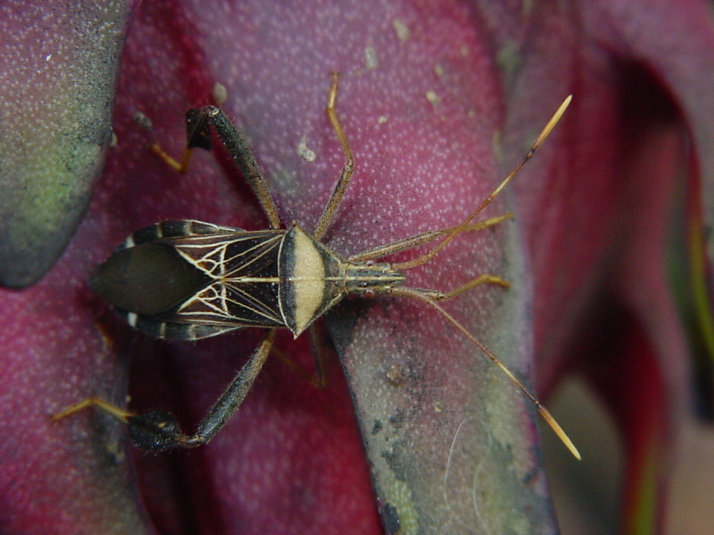 Leptoglossus lineosus