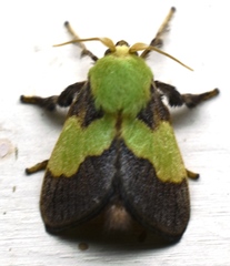 Aergina hilaris