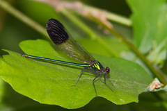Calopteryx aequabilis