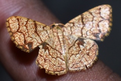 Heterostegane subtessellata
