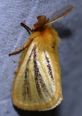 Nisaga simplex