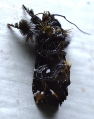 Callopistria rivularis