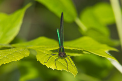 Calopteryx aequabilis