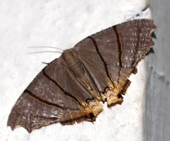 Orudiza protheclaria