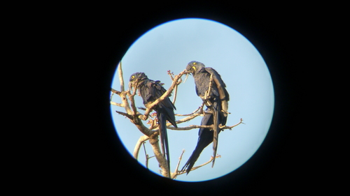 Anodorhynchus hyacinthinus