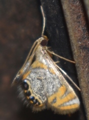 Nymphicula