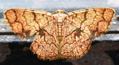 Heterostegane subtessellata