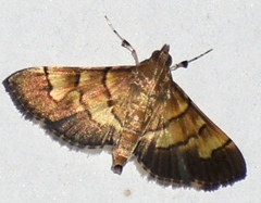 Syngamia latimarginalis
