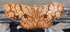 Heterostegane subtessellata