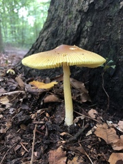 Amanita arkansana