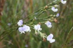 Psoralea pullata