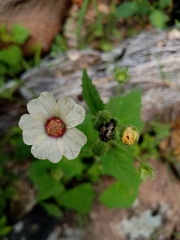 Anoda maculata