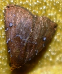 Rivula inconspicua