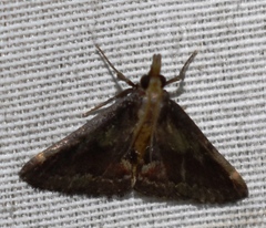 Adrapsa ablualis