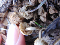 Heliocybe