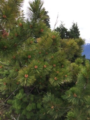 Pinus albicaulis