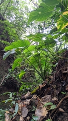 Schismatoglottis calyptrata, photograph Cheng-Te Hsu, CC BY, iNaturalist via GBIF