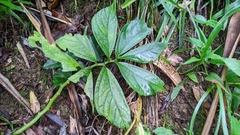 Elatostema edule