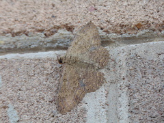 Feigeria xylia