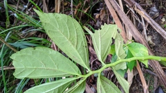 Elatostema edule