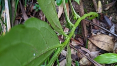 Elatostema edule