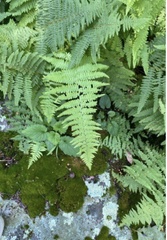 Dennstaedtia punctilobula