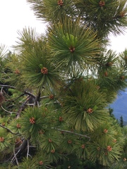 Pinus albicaulis
