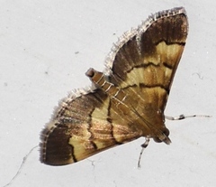 Syngamia latimarginalis