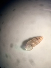 Carychium exile