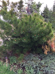 Pinus albicaulis