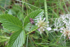 Dasylobus graniferus