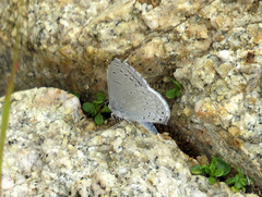 Celastrina echo cinerea