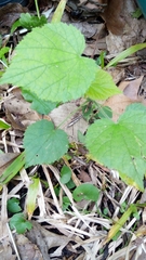 Abutilon grandifolium