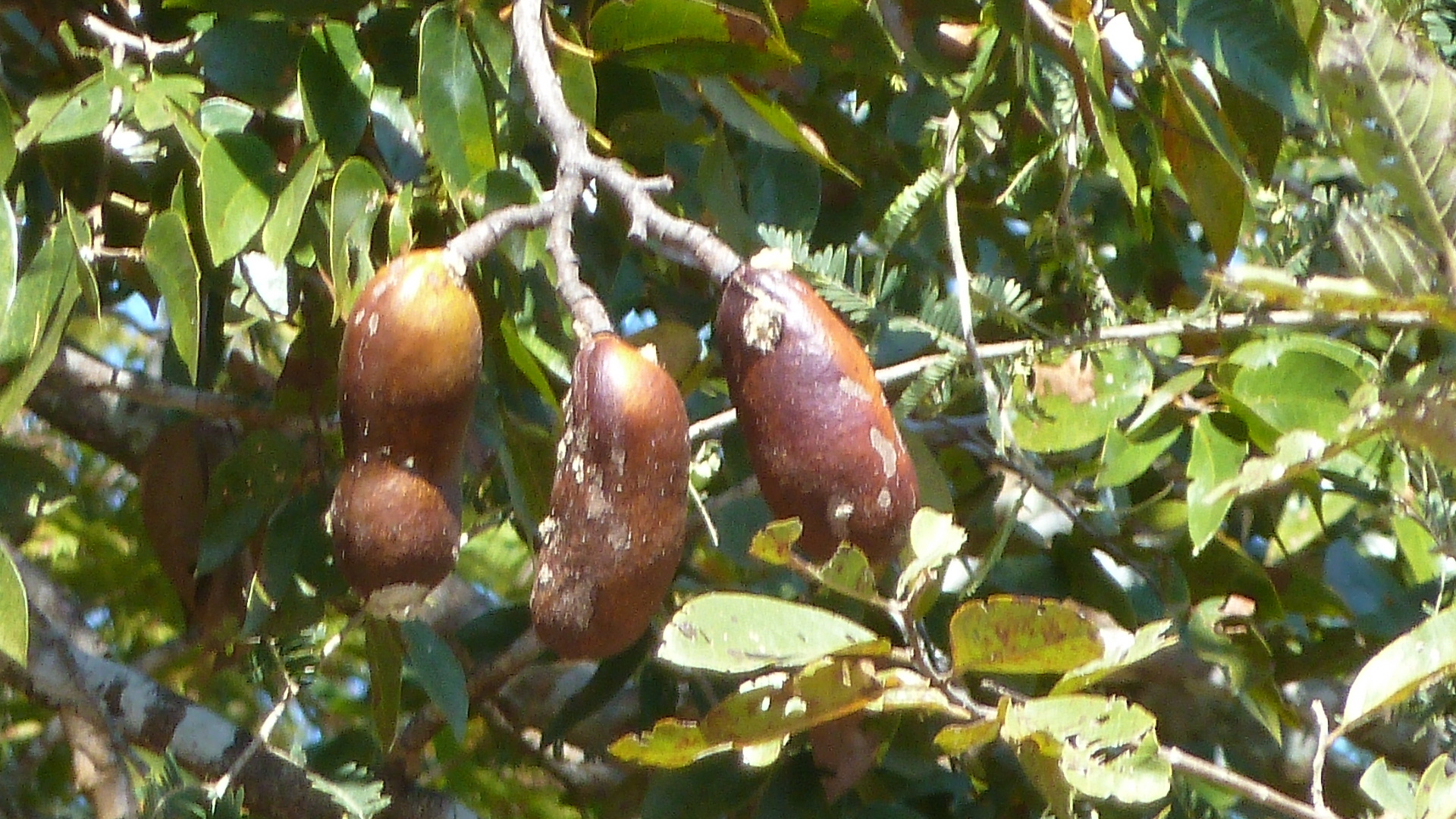 Hymenaea courbaril