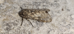 Hypercompe indecisa